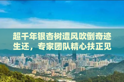超千年银杏树遭风吹倒奇迹生还，专家团队精心扶正见证生命力量